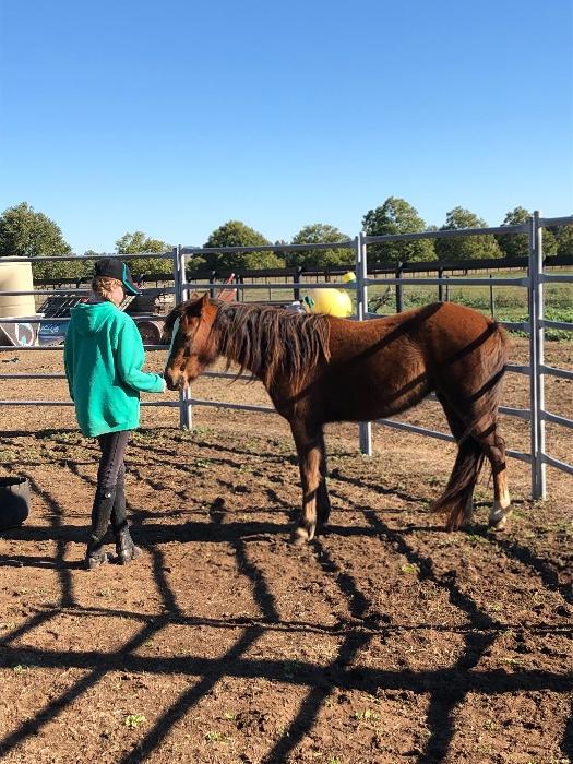 Welsh Ponies For Sale Welsh Horse » Horsezone