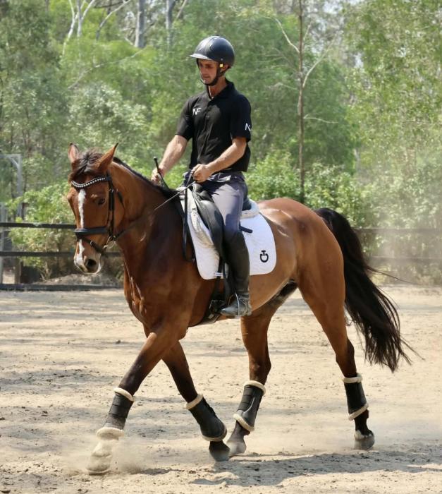 Lovely Dressage Warmblood