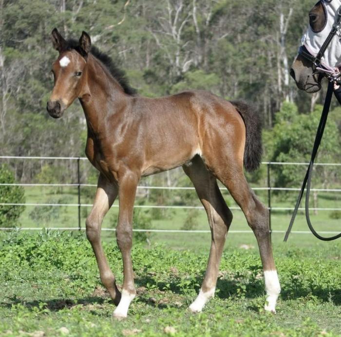 Rising 2yr old Warmblood Filly