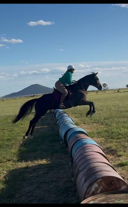 Registered HSH 6year old Gelding