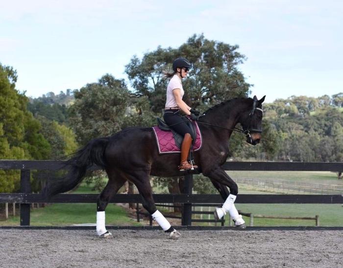 Horses for sale & equine products, stallions, equine news & gallery on