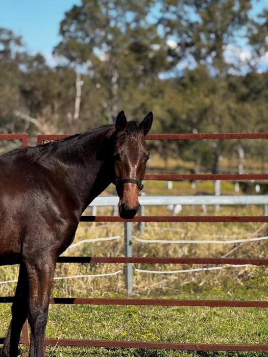 Impressive Escape Z Filly 3YO