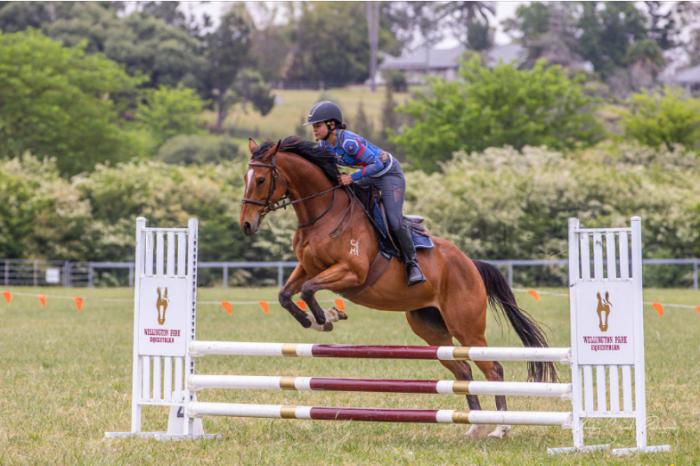 Neat TB Mare