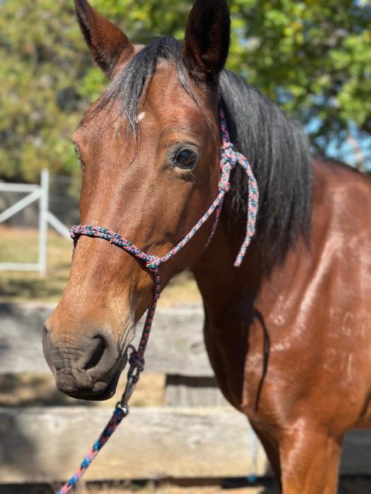 MOLLY Guy Fawkes Brumby