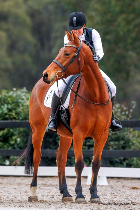 Sweet dressage mare