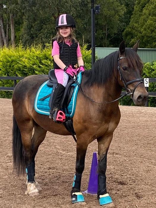 Welsh Ponies For Sale Welsh Horse » Horsezone