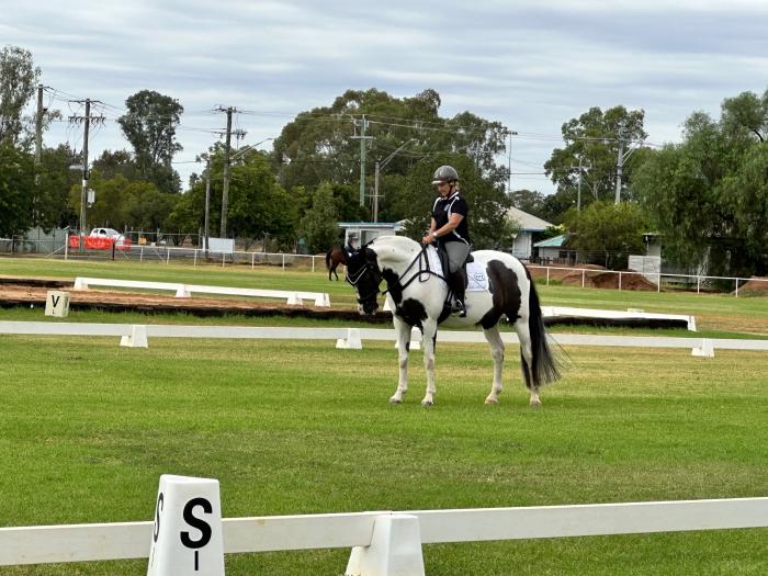 Warmblood X stock horse Cross