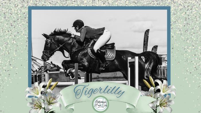 Tigerlilly - showjump/ eventer schoolmaster