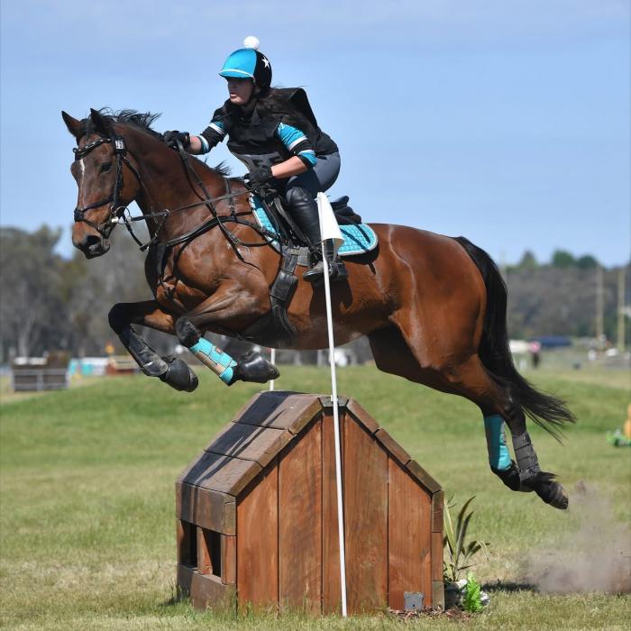 Talented 13yo All-Rounder Mare