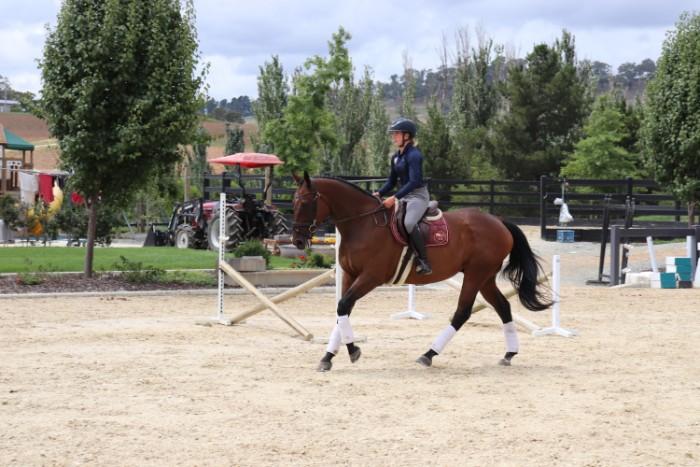 Talented Jumping/ Dressage TB Gelding 