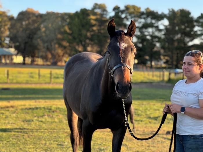 Warmblood Gelding Rip