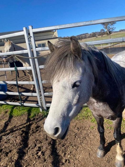 Welsh Ponies For Sale Welsh Horse » Horsezone