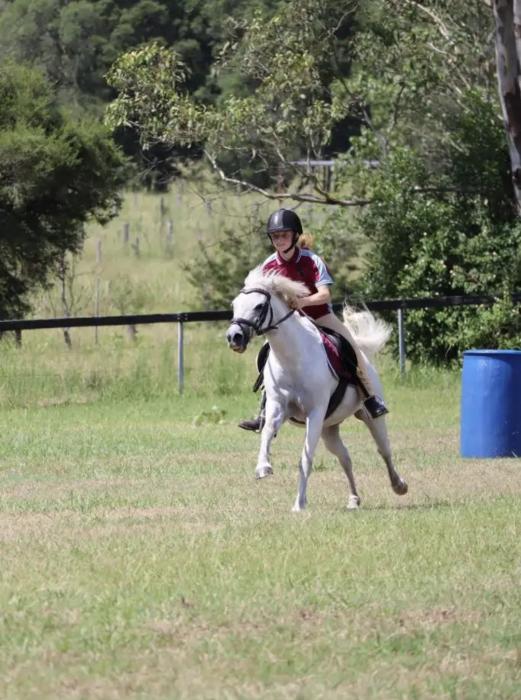 Welsh Pony