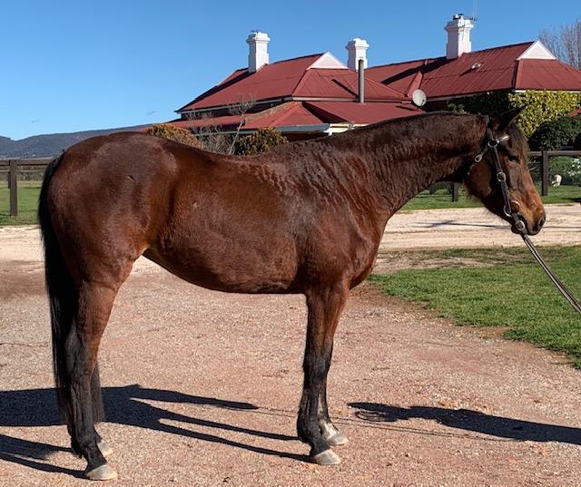 Australian Stock Horses For Sale