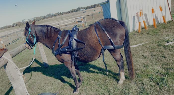Australian riding pony