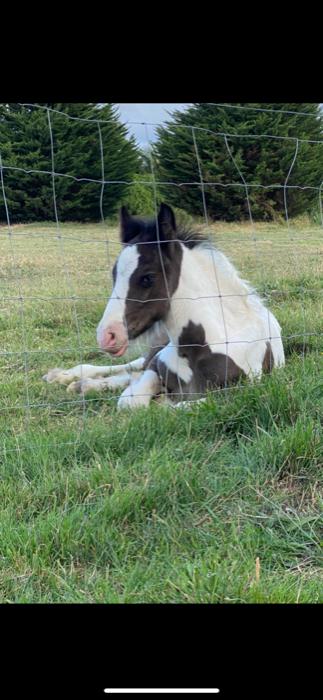 Triple panel REG GPSY COB x SPORT HORSE 