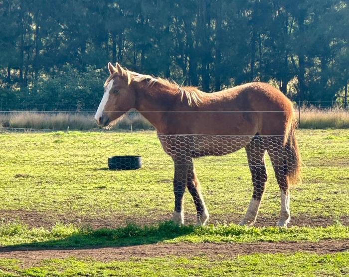 Friendly filly