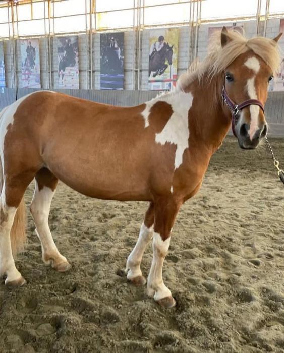 Icelandic Horse