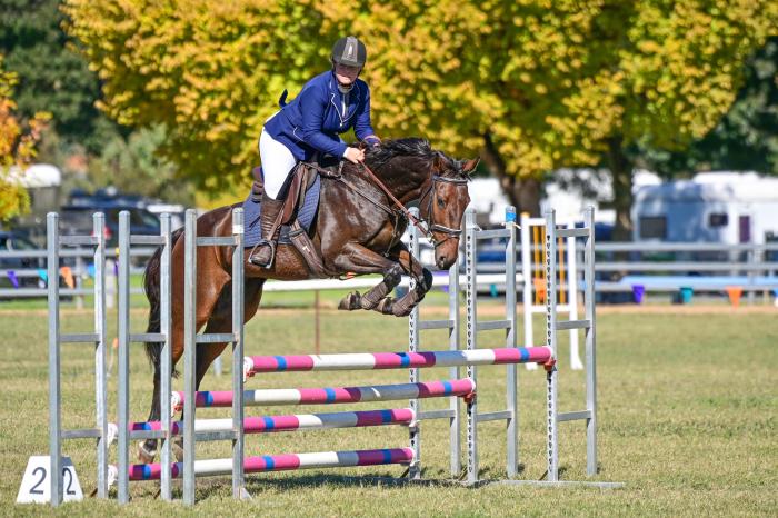 Show jumping Warmblood