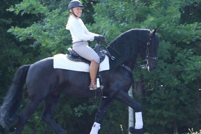 Super talented Friesian gelding horse for sale