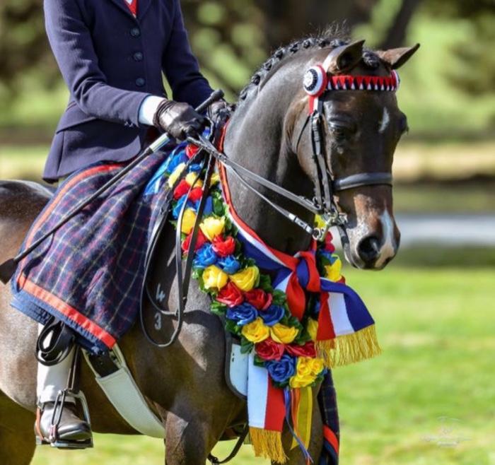 Entered for Sydney Royal &amp; Grand Nationals 