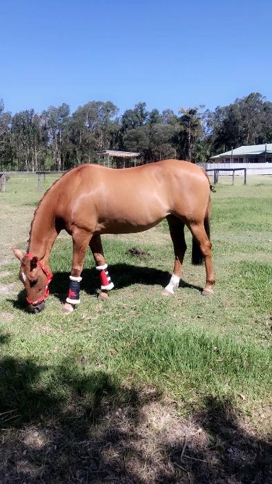 Beautiful Red Dun Mare