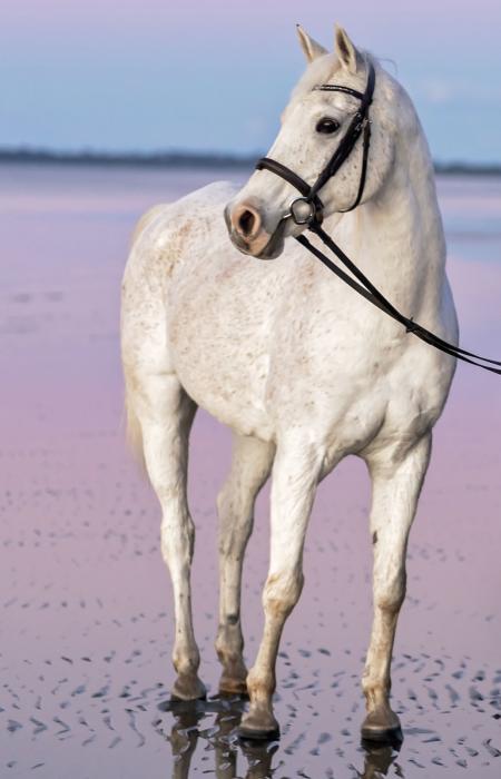 "Chance" Stock/Arab Eventer