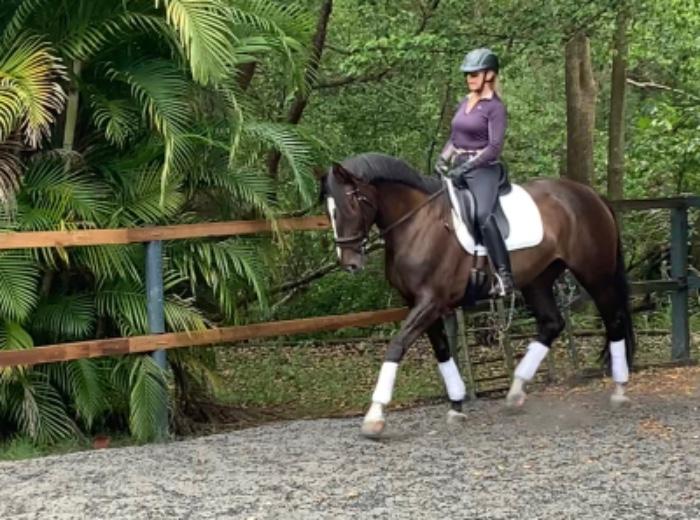 Beautiful Warmblood Mare