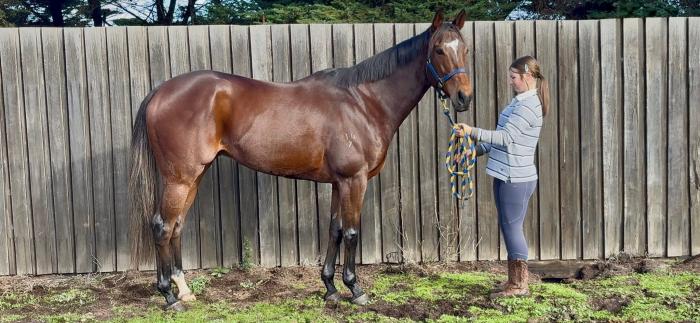 Free to approved home - 8yo TB gelding Gear up