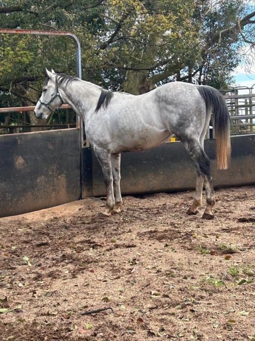 Stunning grey gelding