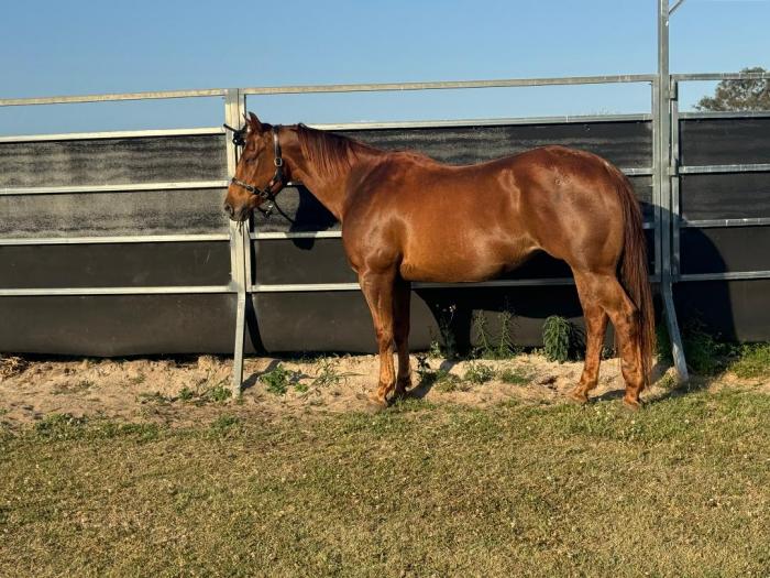 Beautiful QH Broodmare