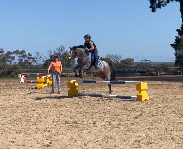 Pony For Sale Pony Horse » Horsezone