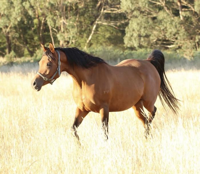 Purebred mare