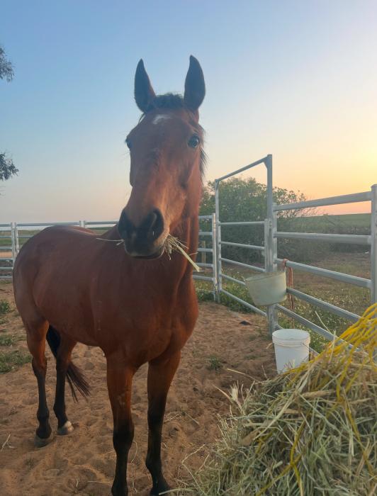 Stunning OTT Mare
