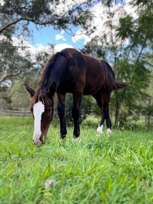Purebred Irish Draught Colt