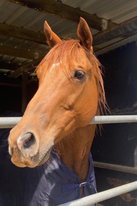 Equine Therapy Horse 16.2hh TB 9yrs Gelding