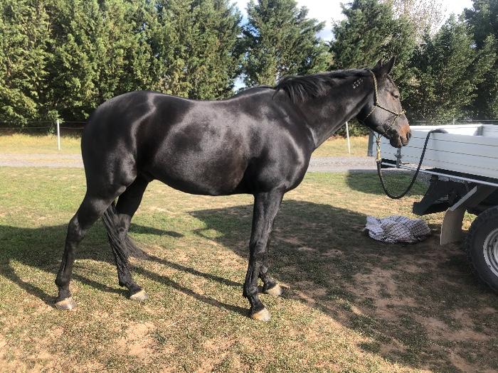 standardbred for sale