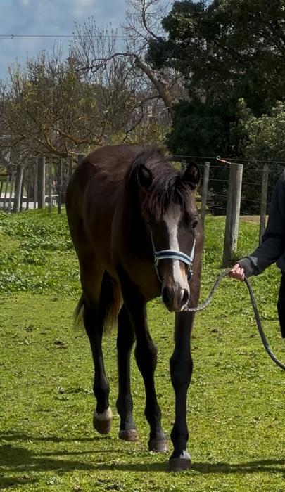 Flashy Andalusian colt
