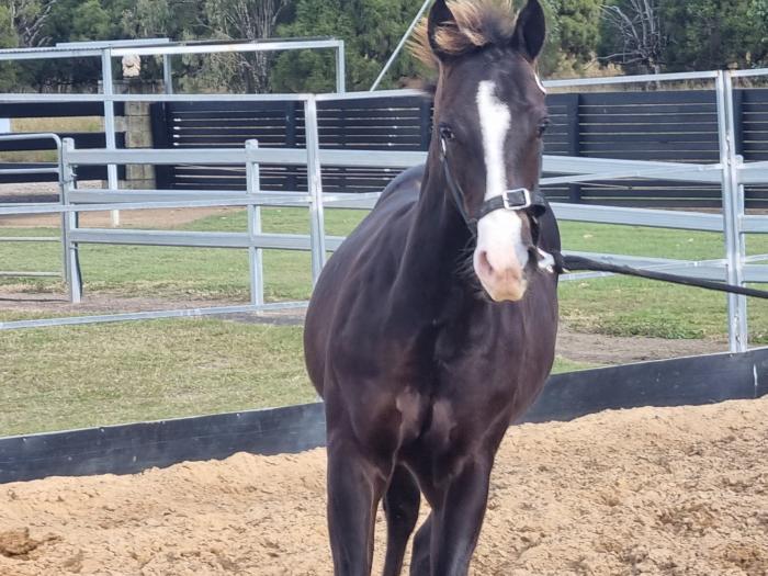 8 mth Registered Appaloosa colt Australia's 1 Equine Marketplace