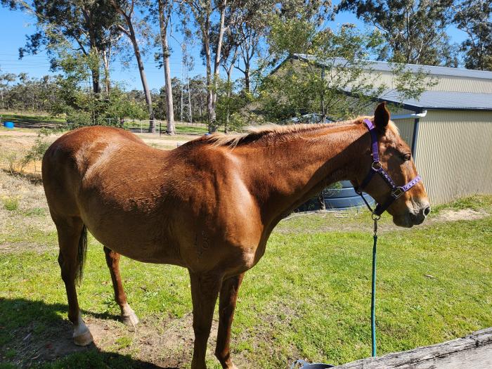 Tb Gelding