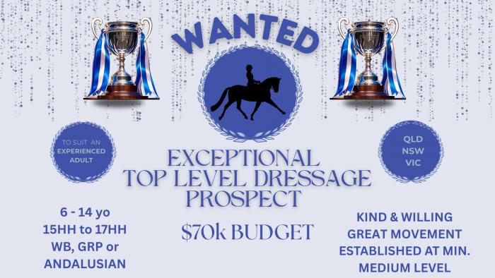 Exceptional top level dressage prospect