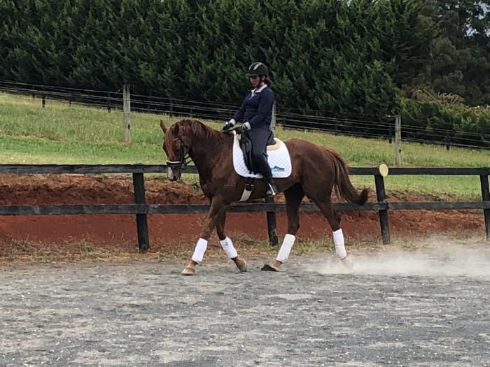 Stunning Chestnut Gelding
