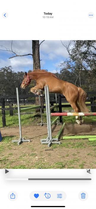 WARMBLOOD x CLYDIE/TB