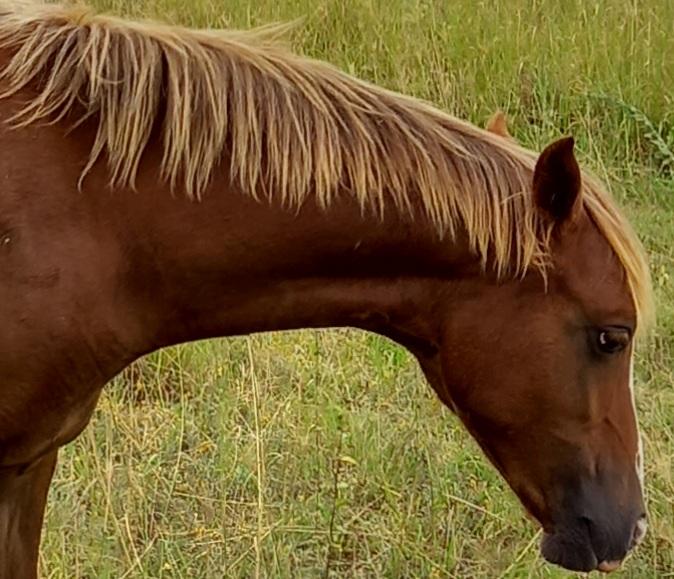 Amaranda Parasoles yearling filly