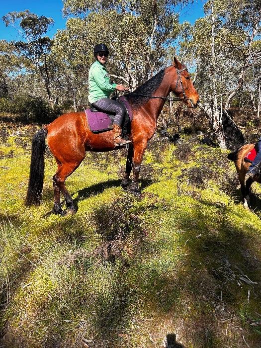 Standardbred Horses For Sale Standardbred Horse » Horsezone