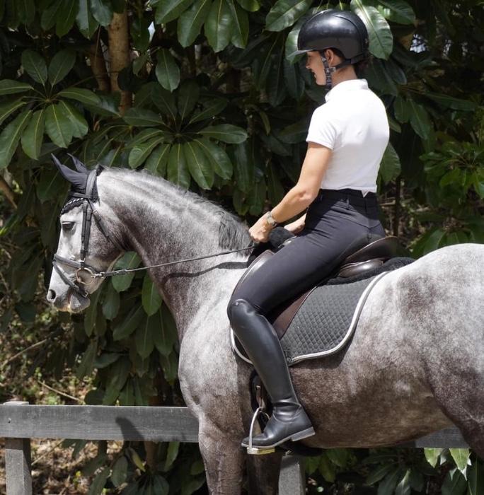 Ultimate Show/Dressage Mount