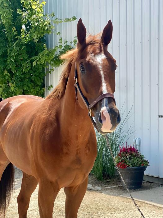 Adorable Horse Looking For A New Home.