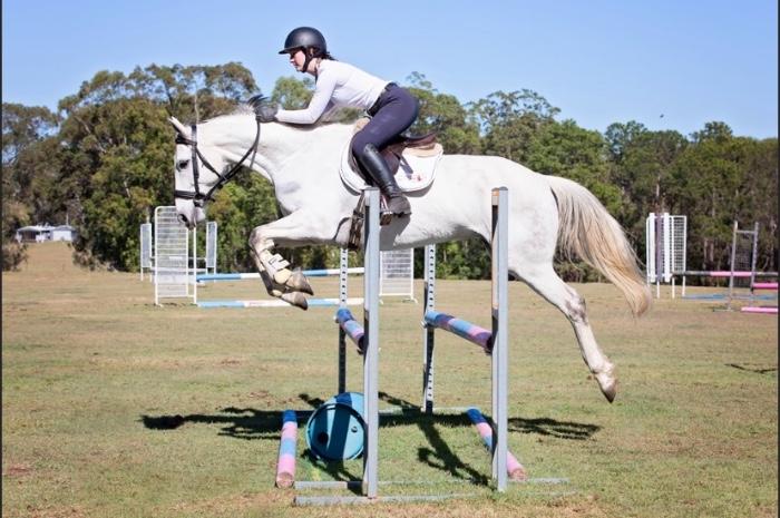 Stunning Grey Warmblood Gelding