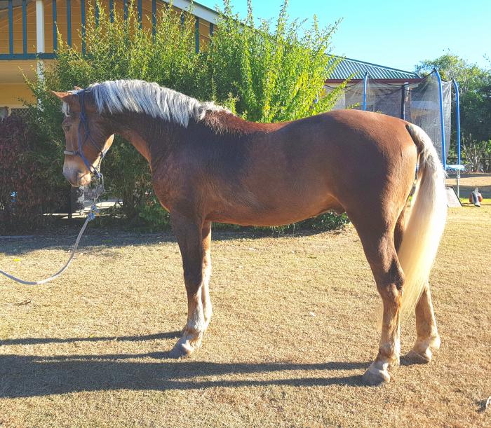 Horses For Sale Horse » Horsezone