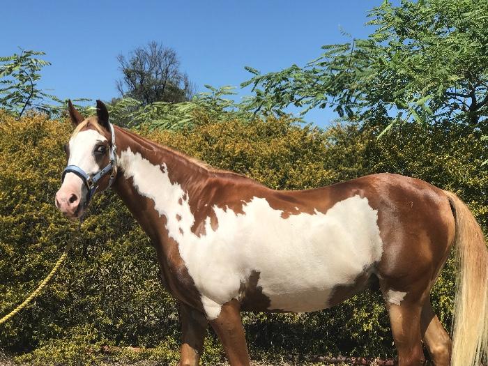 Paint Horses For Sale Paint Horse » Horsezone